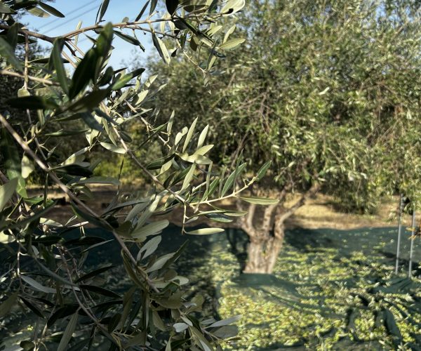 2 The heart of Olive Grove